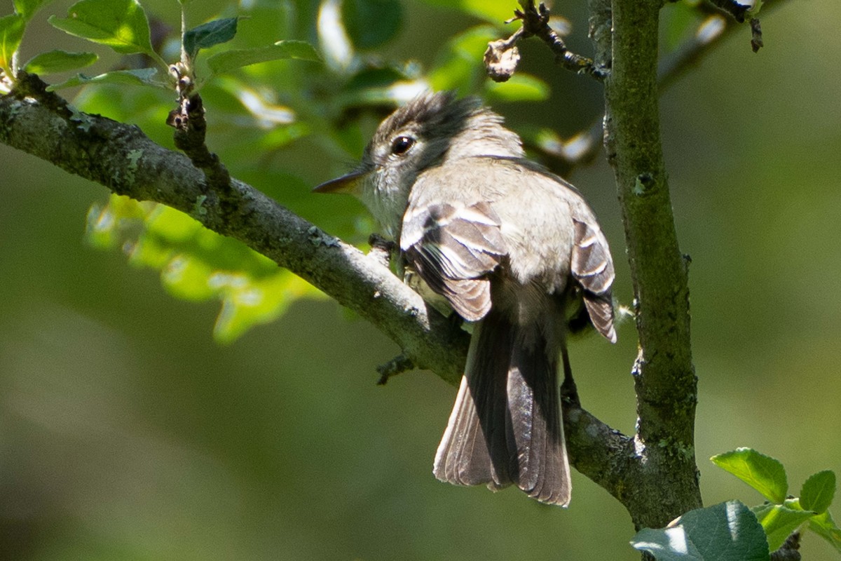 Least Flycatcher - ML620348648