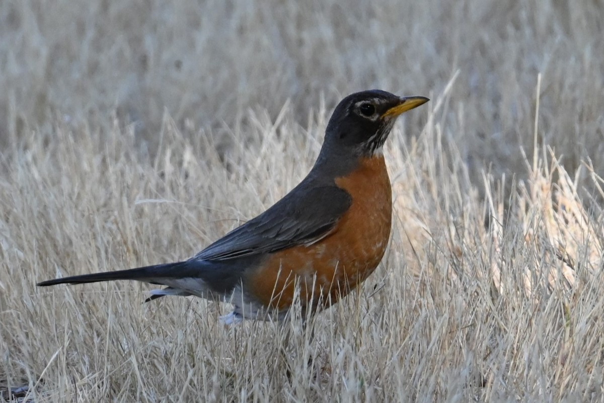 American Robin - ML620348673