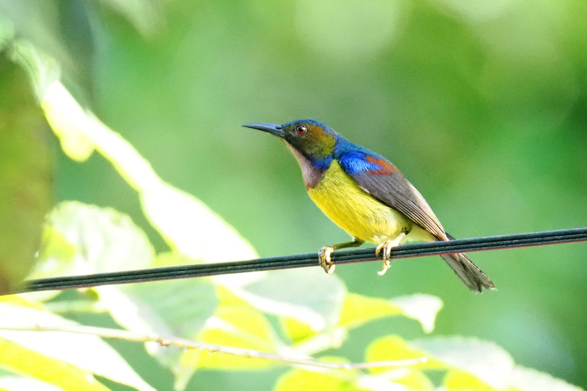 Brown-throated Sunbird - ML620348675