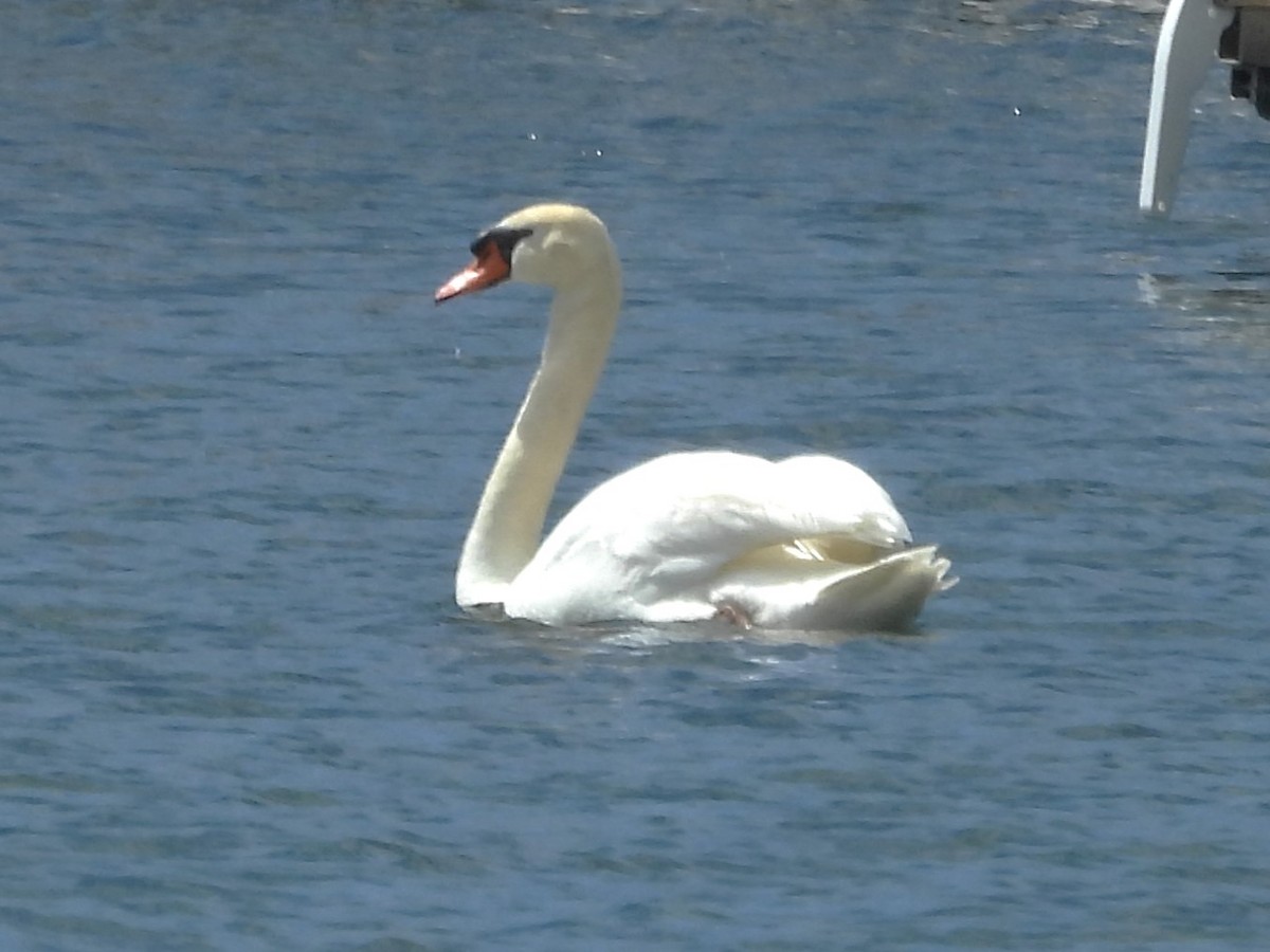 Mute Swan - ML620348684