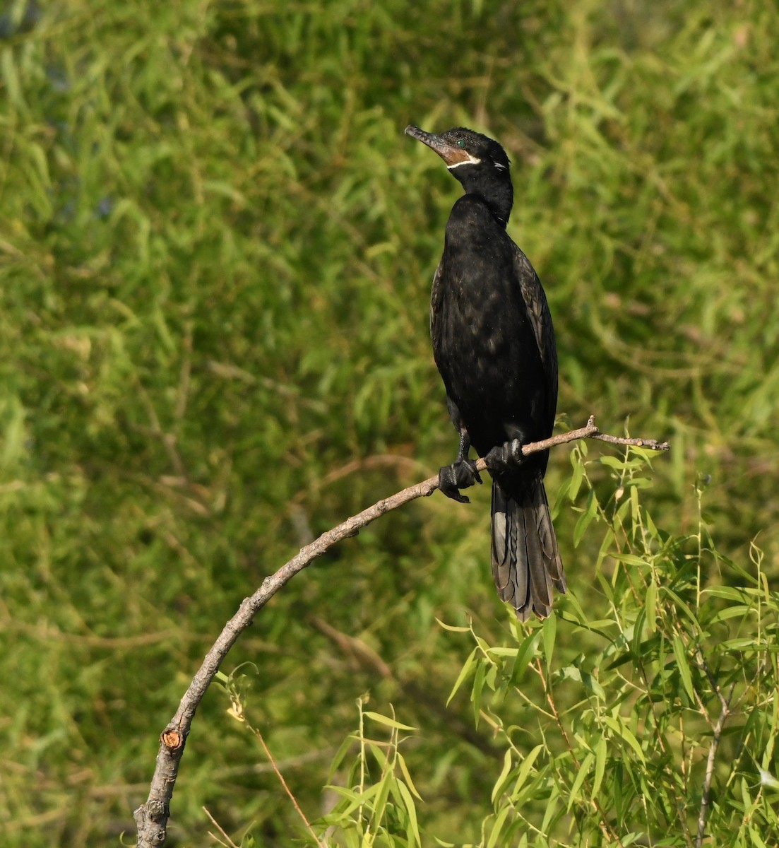 Neotropic Cormorant - ML620348686