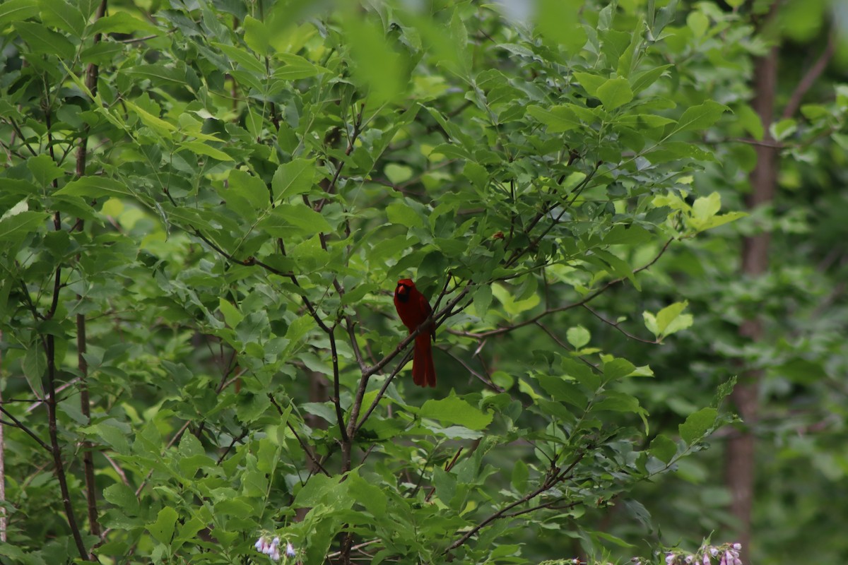 Northern Cardinal - ML620348688