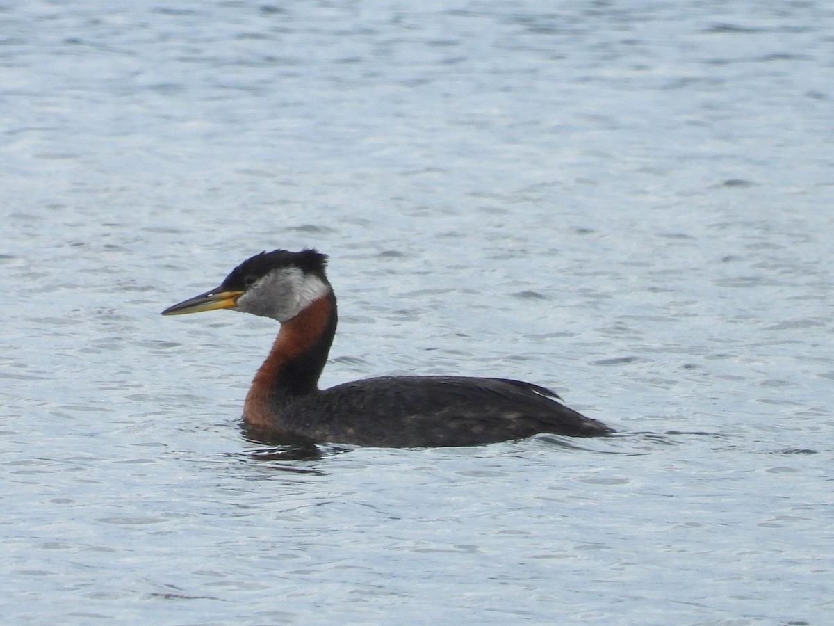 Red-necked Grebe - ML620348691