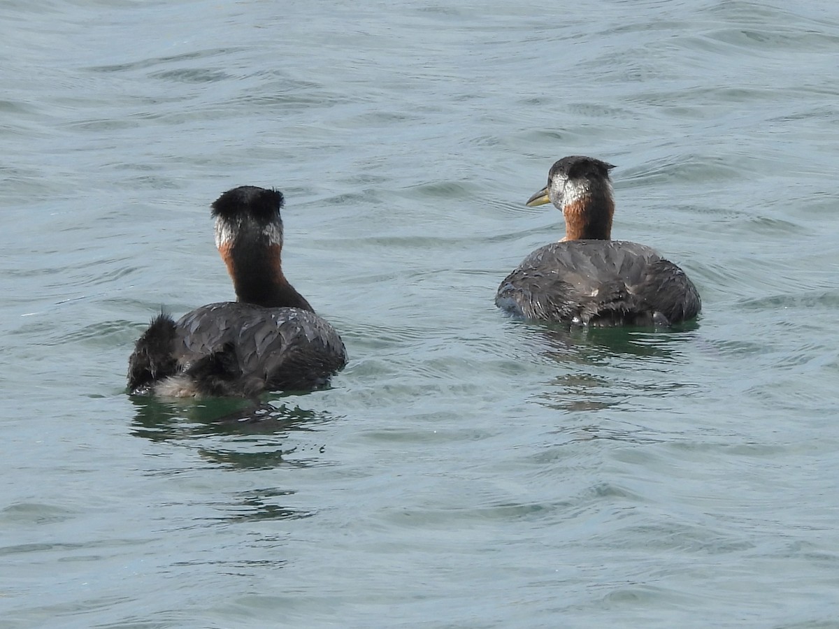 Red-necked Grebe - ML620348692