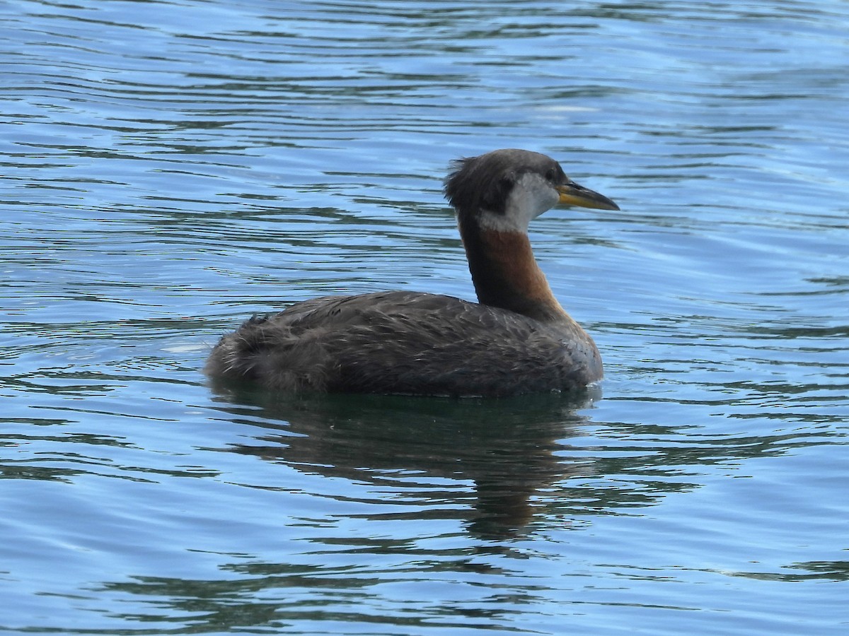 Red-necked Grebe - ML620348694