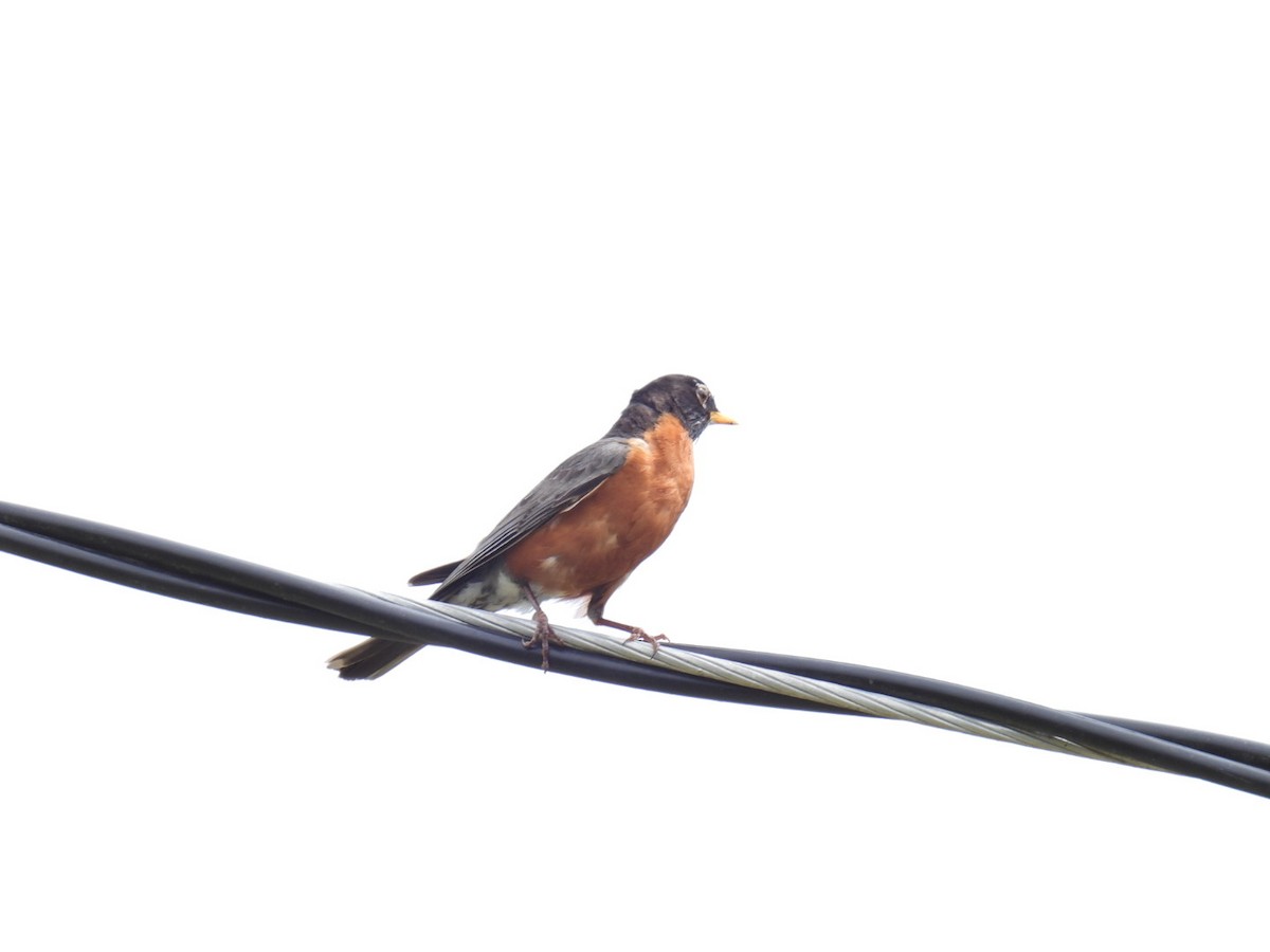 American Robin - ML620348695