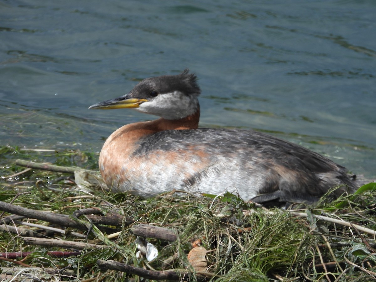 Red-necked Grebe - ML620348697