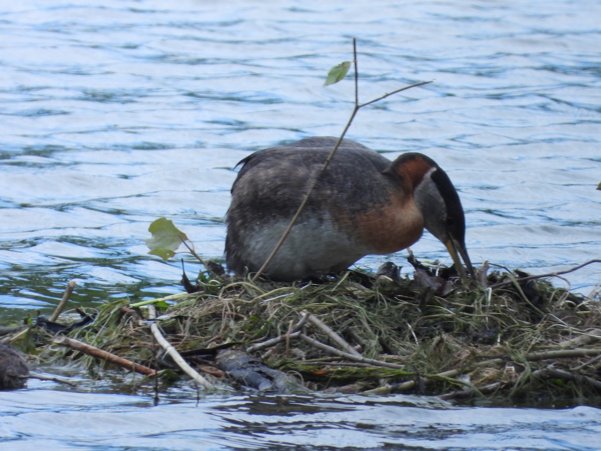 Red-necked Grebe - ML620348698