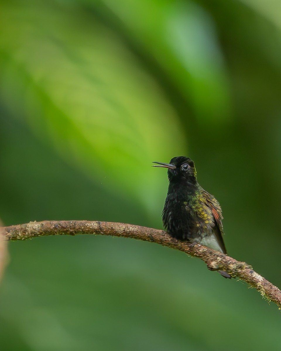 Black-bellied Hummingbird - ML620348709