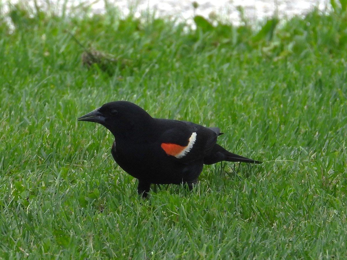 Red-winged Blackbird - ML620348713