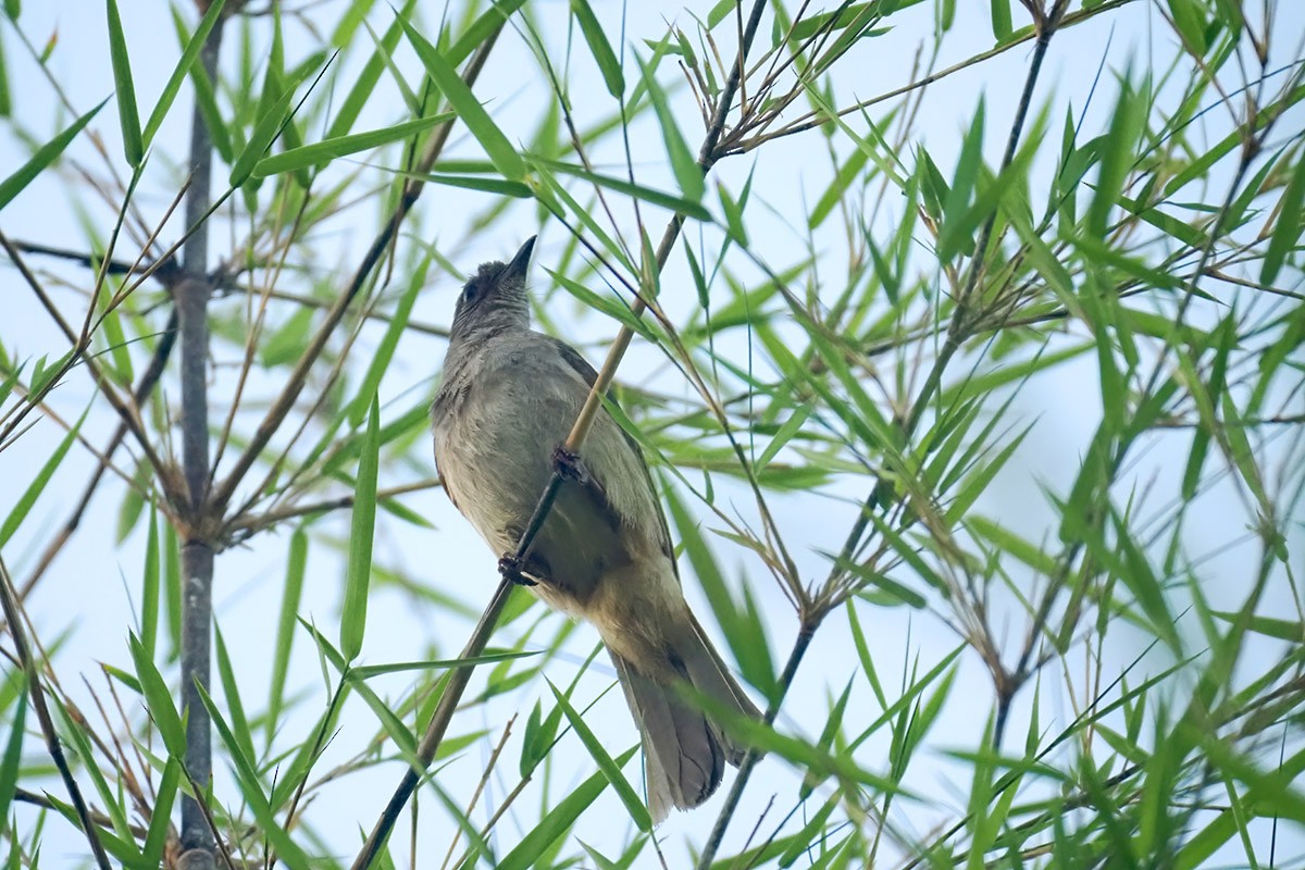 Bulbul à front cendré - ML620348714