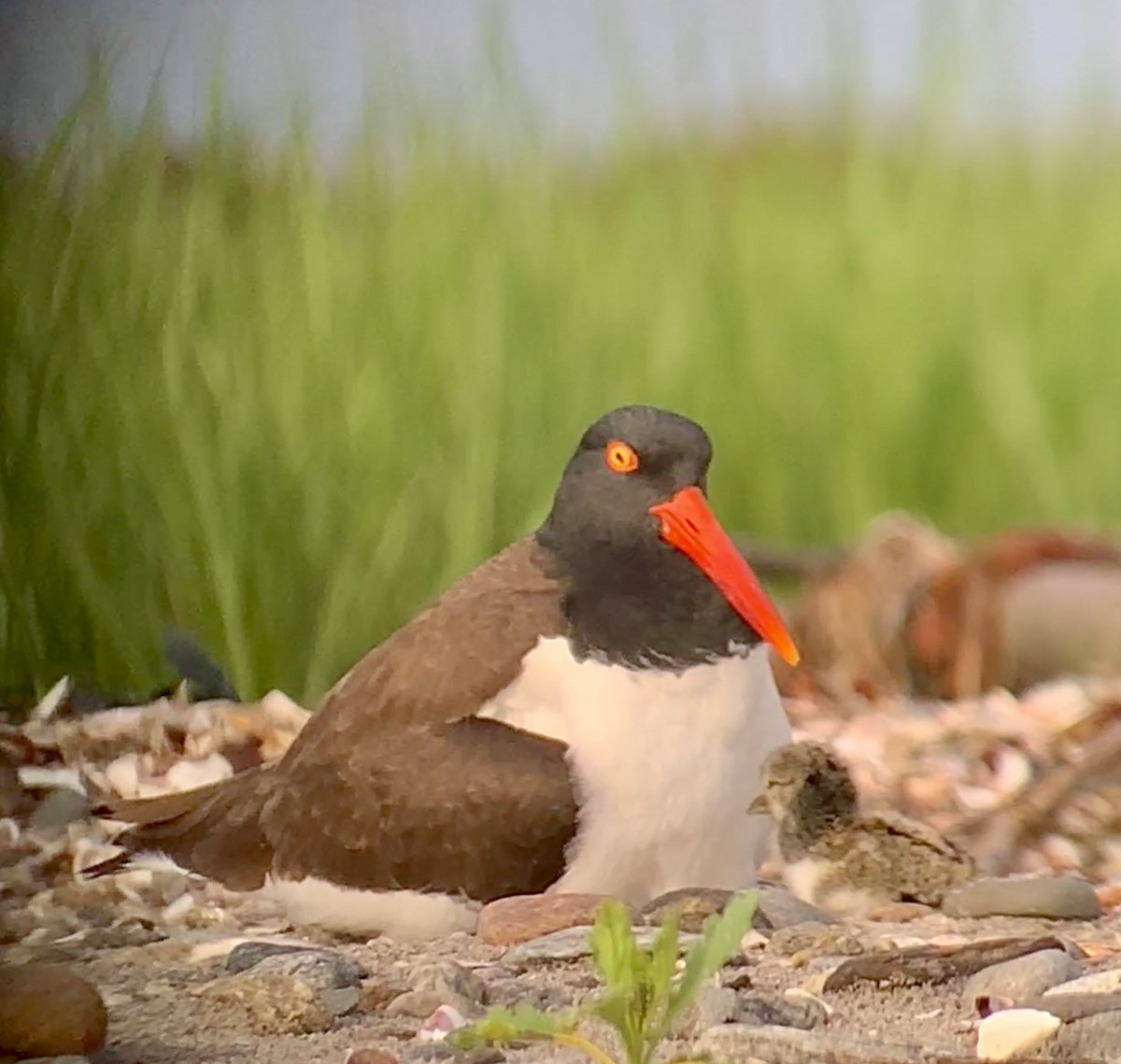 American Oystercatcher - ML620348728