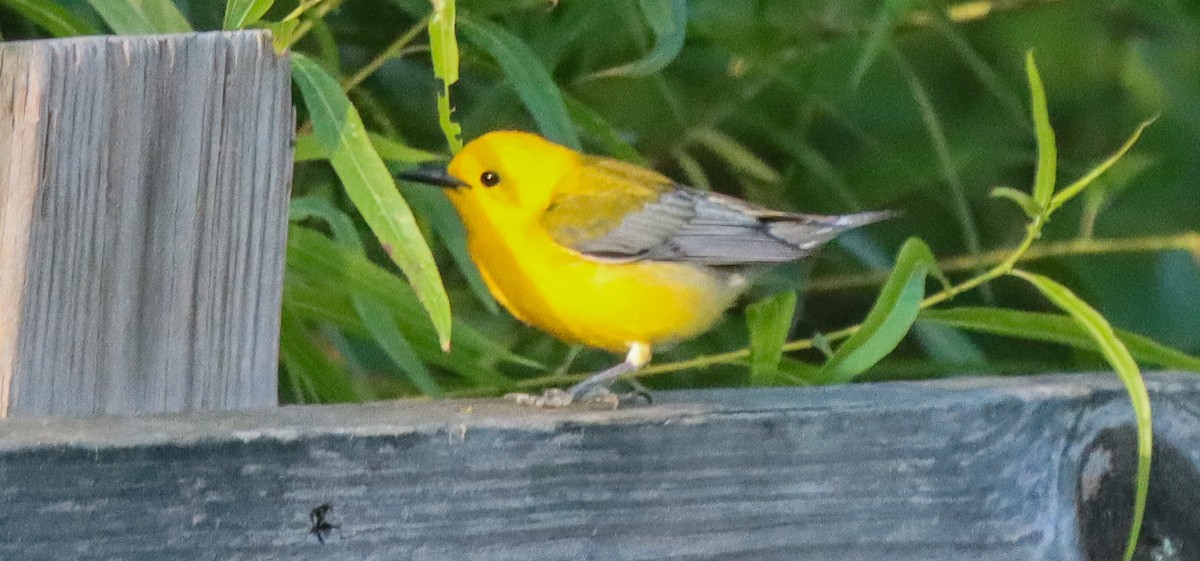Prothonotary Warbler - ML620348729
