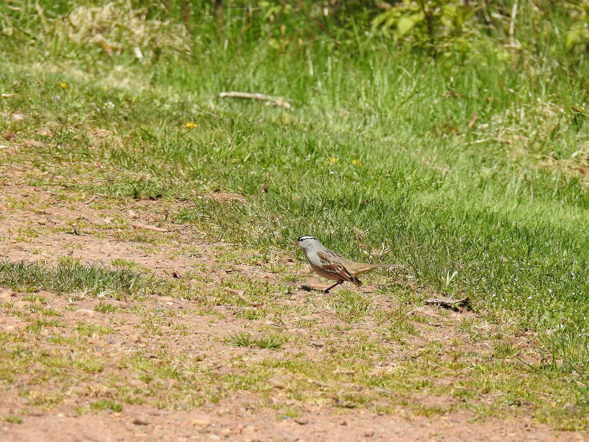 White-crowned Sparrow - ML620348730