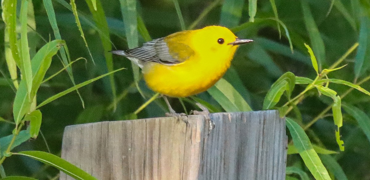 Prothonotary Warbler - robert bowker