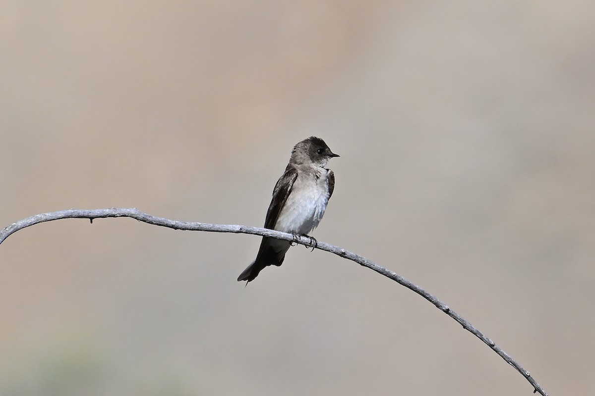 Northern Rough-winged Swallow - ML620348745