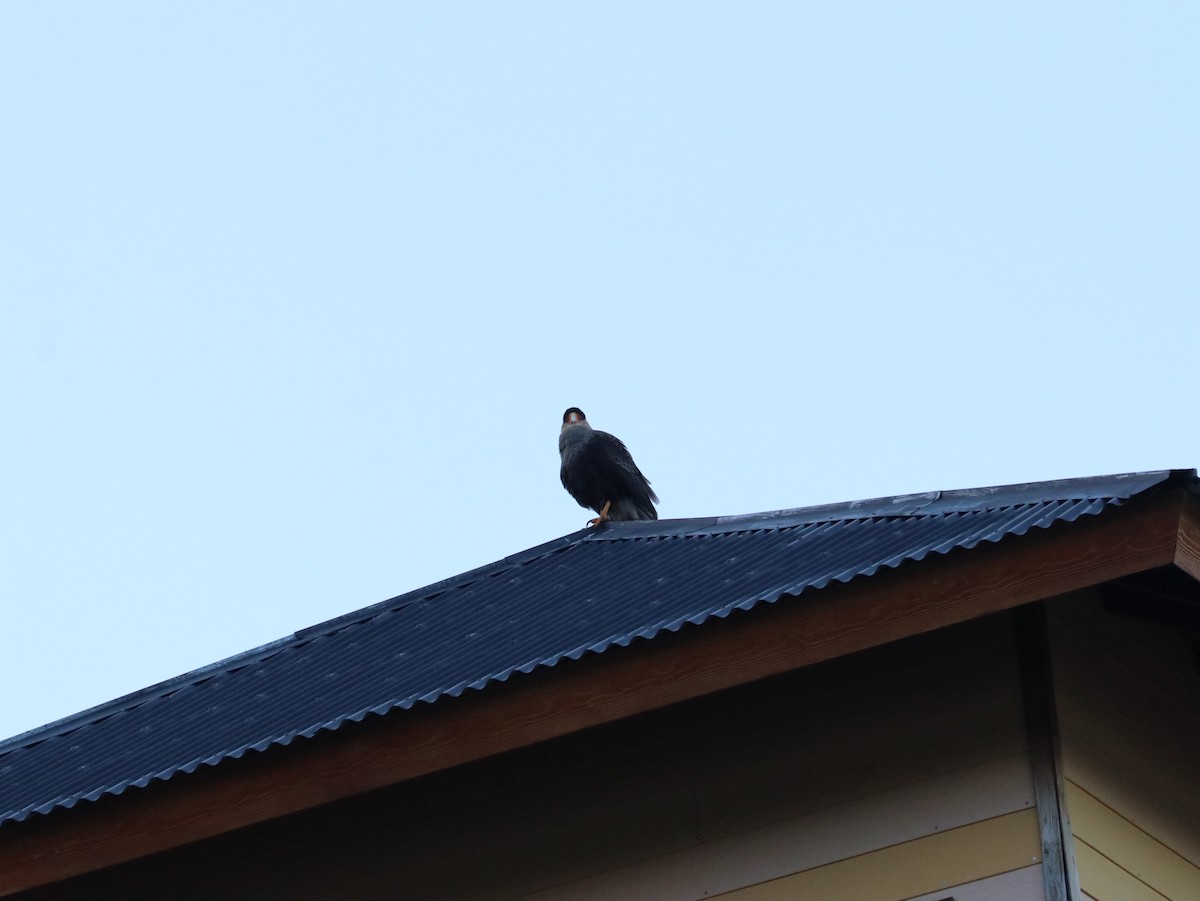 Crested Caracara - ML620348749