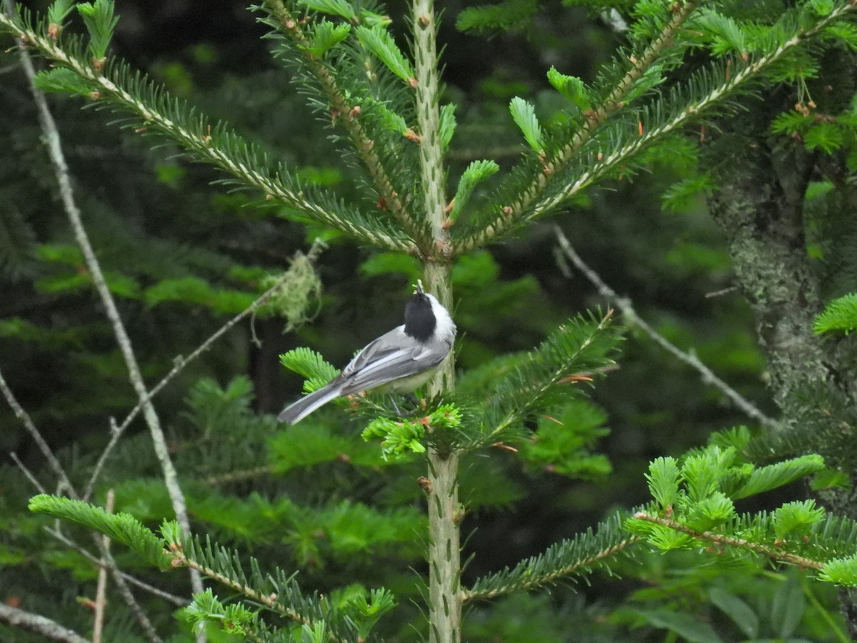 Black-capped Chickadee - ML620348763