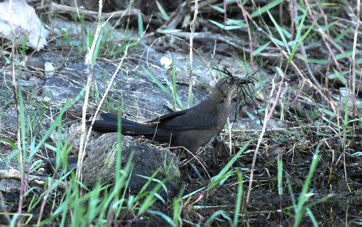 Great-tailed Grackle - ML620348766