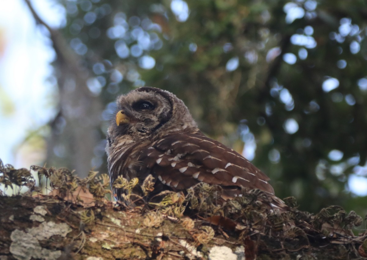 Barred Owl - ML620348769