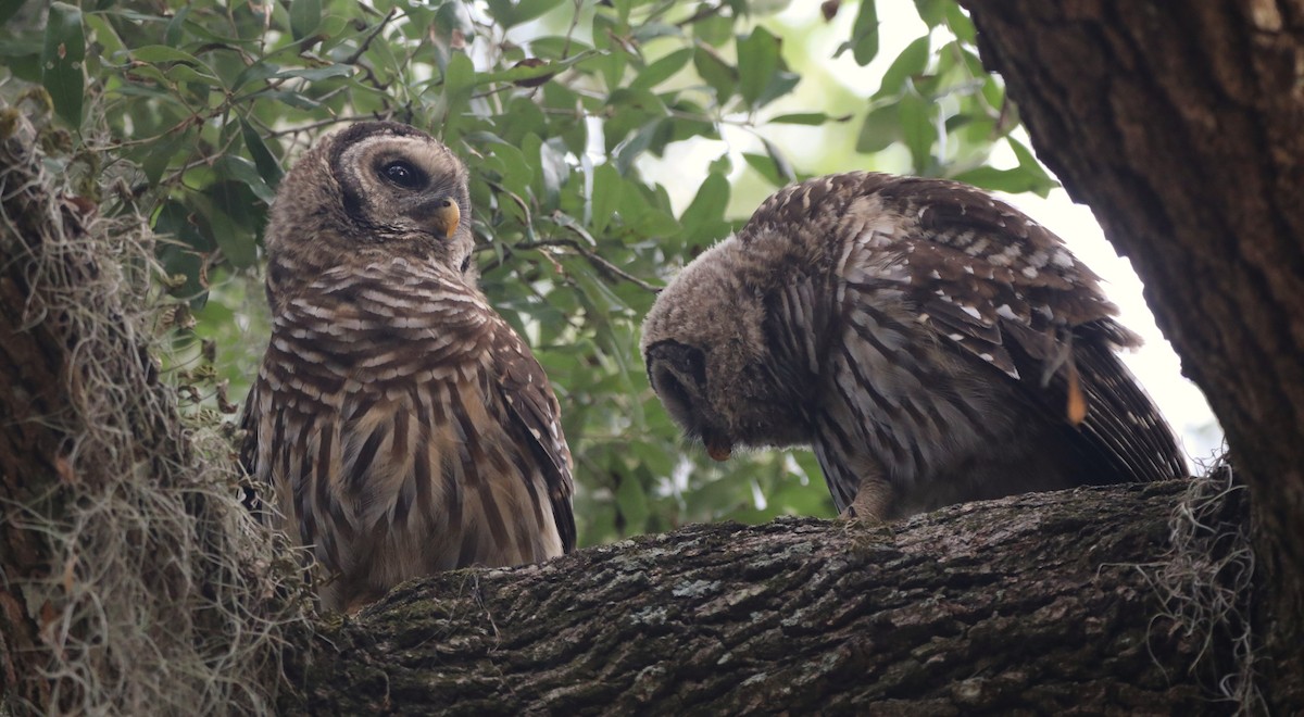 Barred Owl - ML620348776