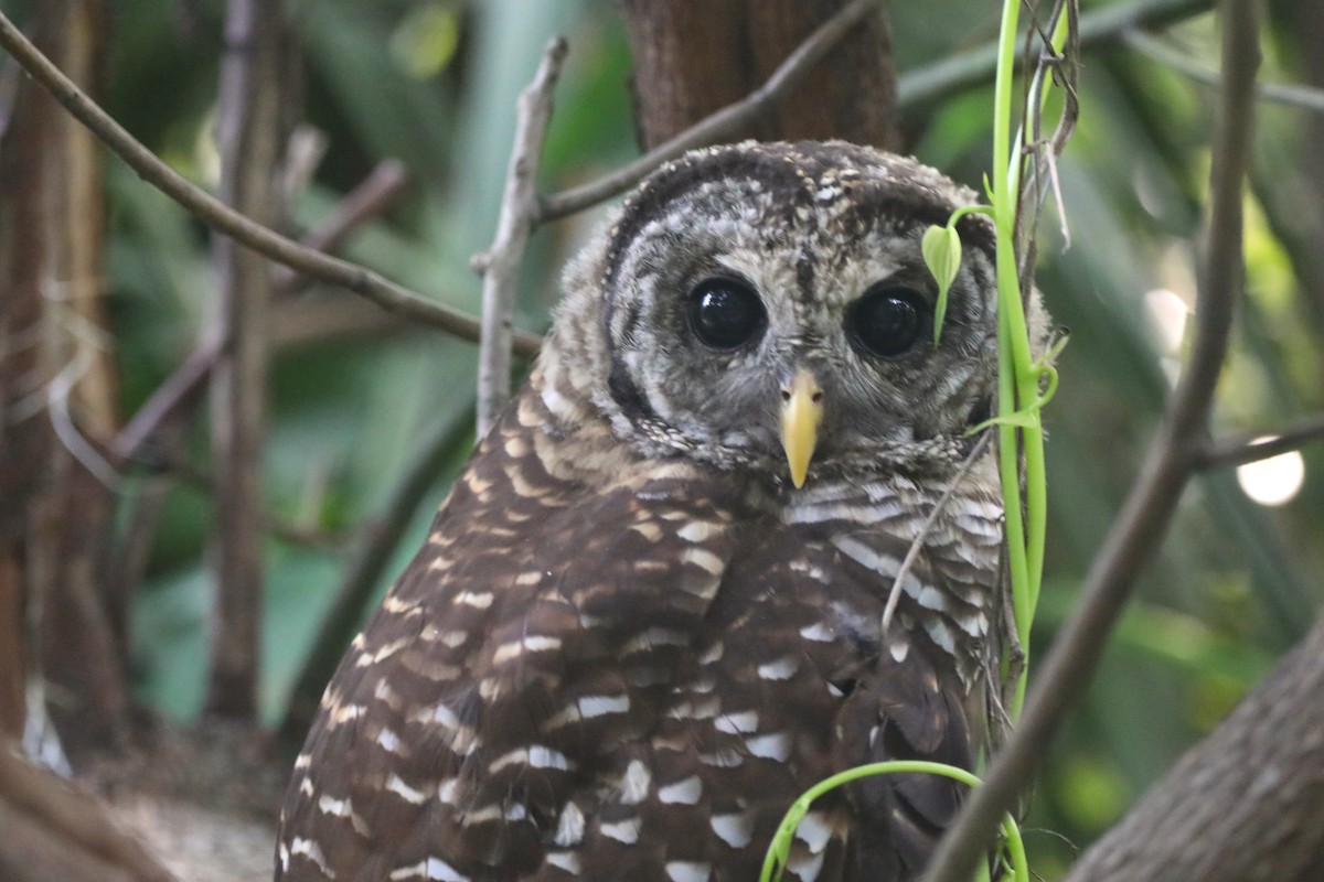 Barred Owl - ML620348779