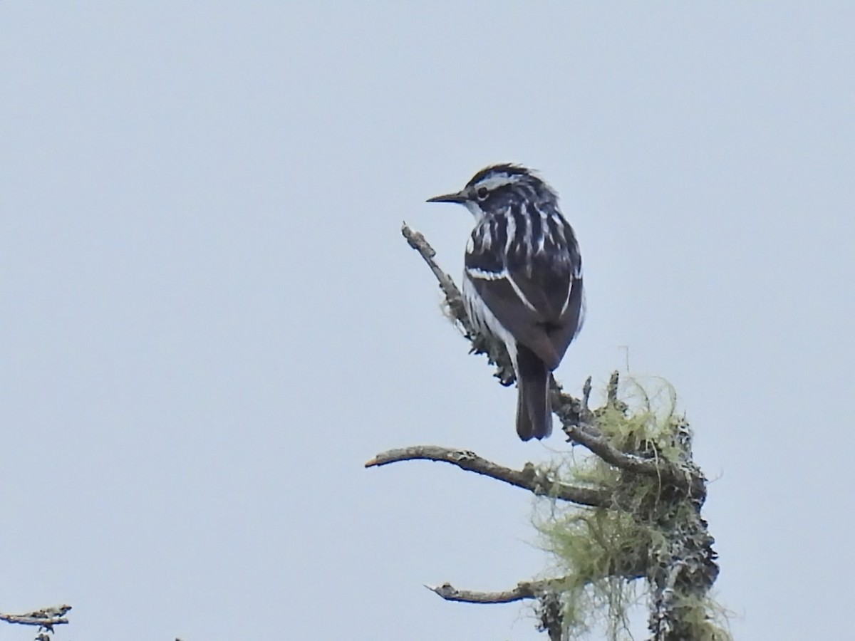 Black-and-white Warbler - ML620348793