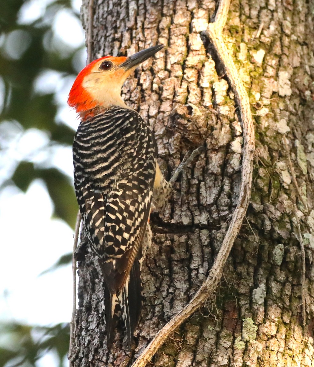 Red-bellied Woodpecker - ML620348798