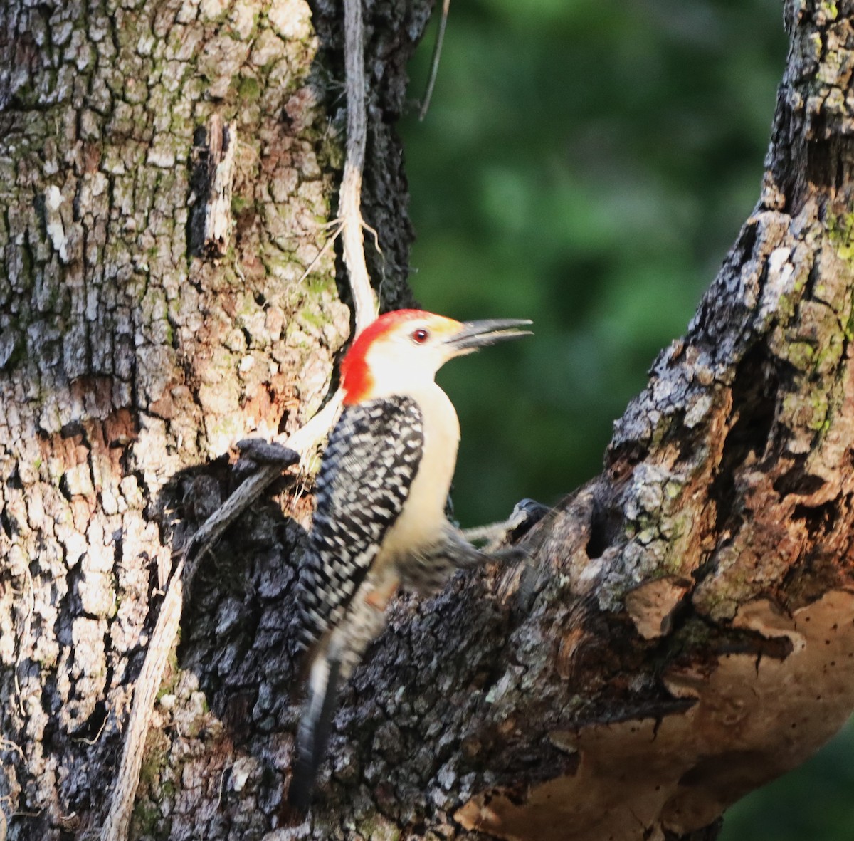 Red-bellied Woodpecker - ML620348799