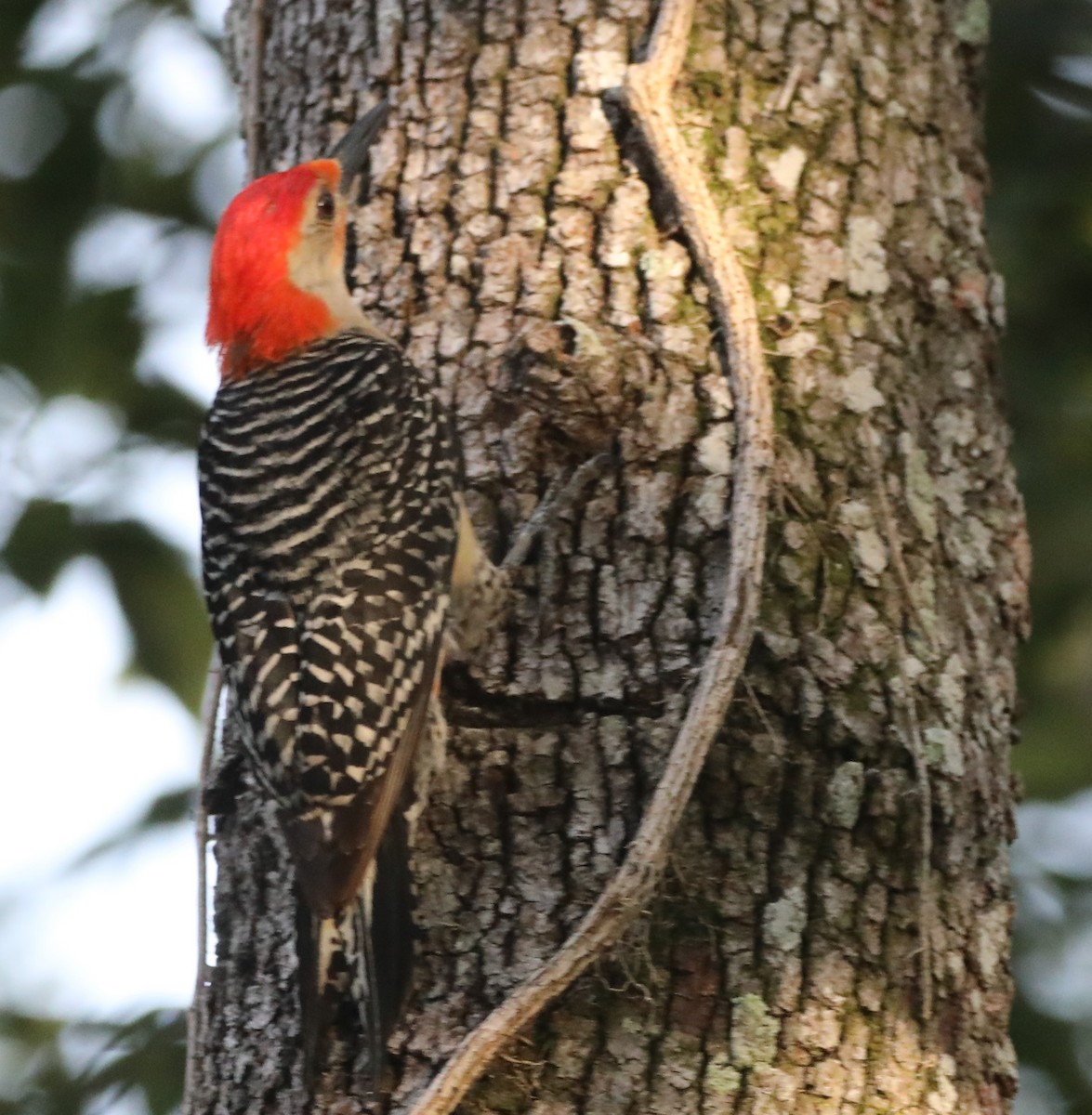 Red-bellied Woodpecker - ML620348804