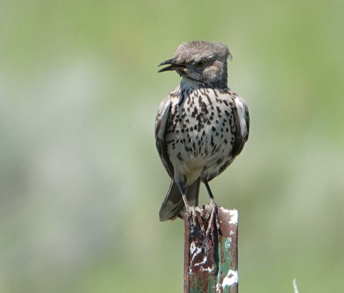 Sage Thrasher - ML620348805