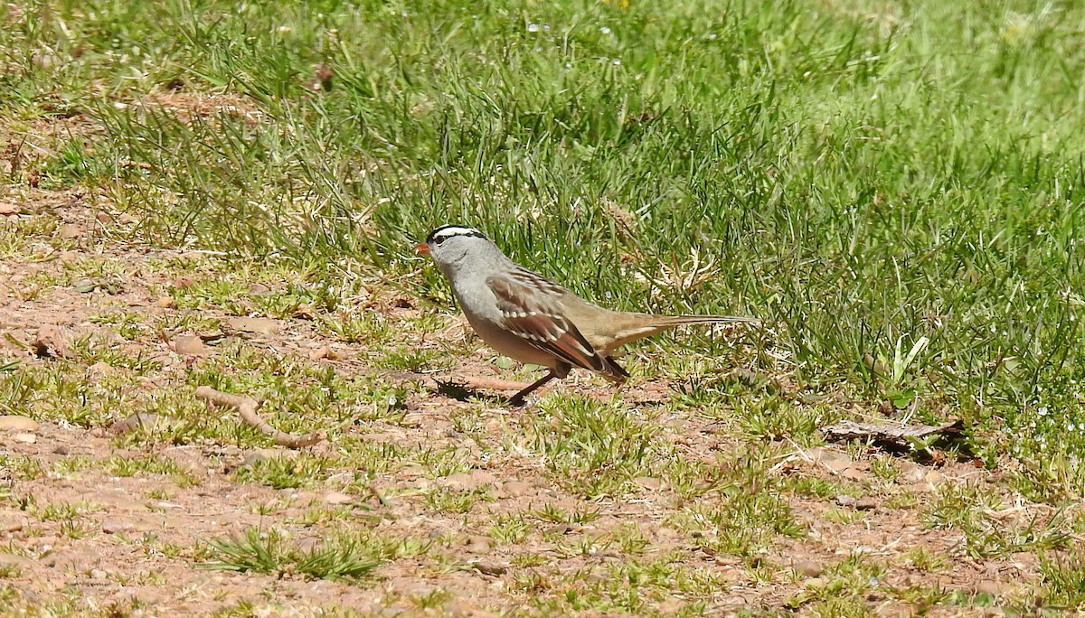 White-crowned Sparrow - ML620348808