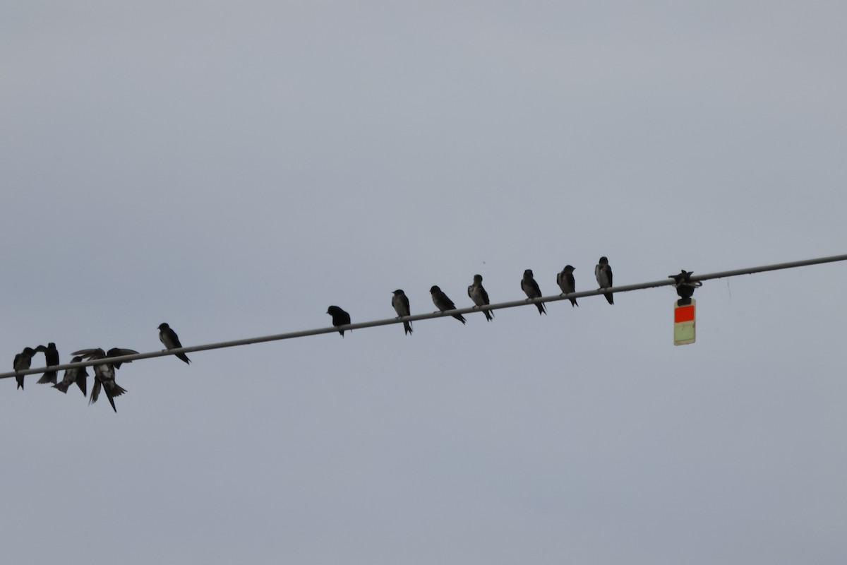 Purple Martin - ML620348813