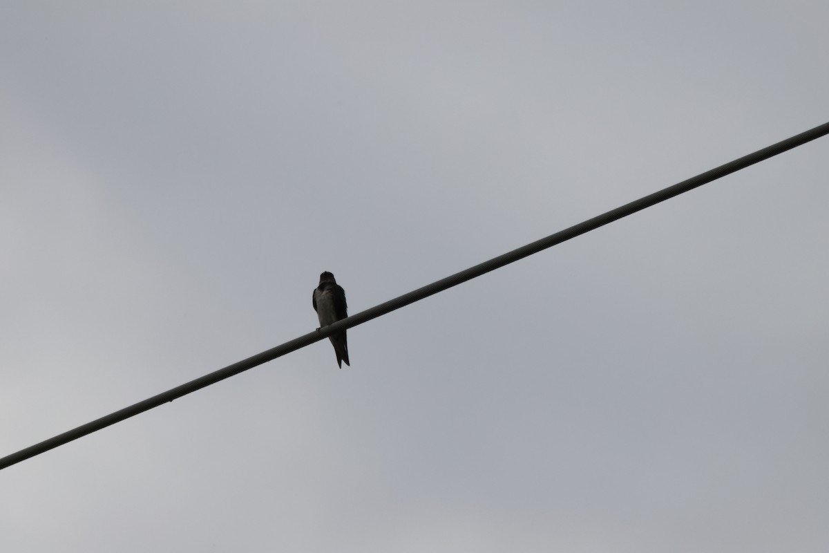 Tree Swallow - ML620348817