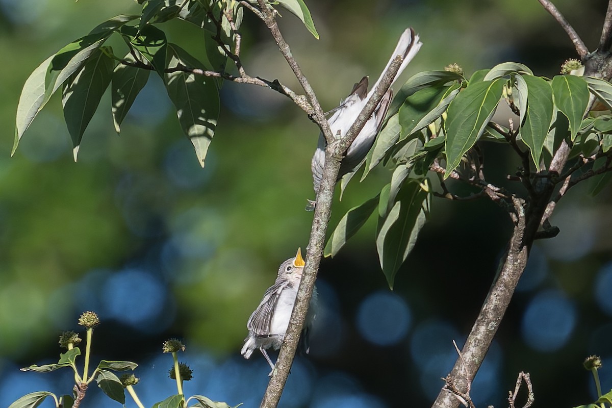 Blue-gray Gnatcatcher - ML620348819