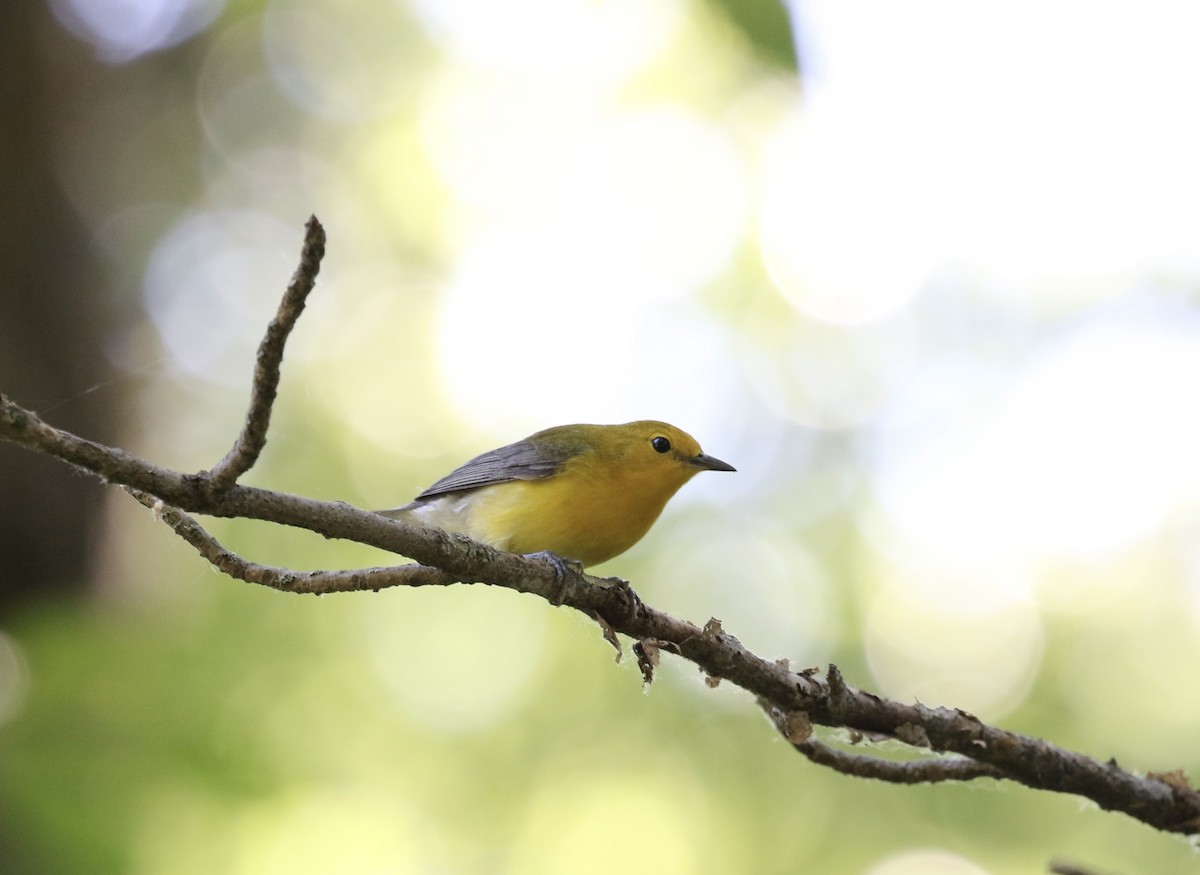 Prothonotary Warbler - ML620348821