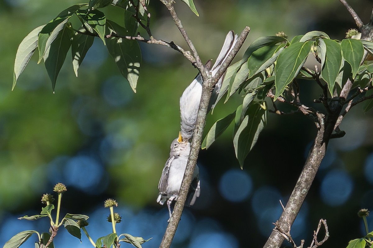 Blue-gray Gnatcatcher - ML620348822