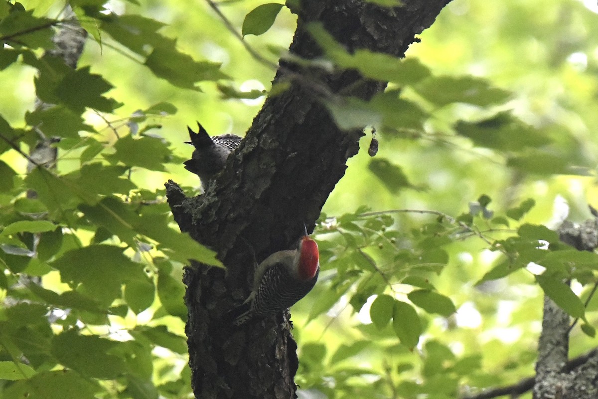 Red-bellied Woodpecker - ML620348823
