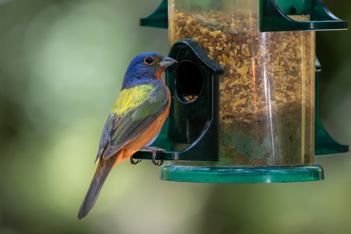 Painted Bunting - ML620348827