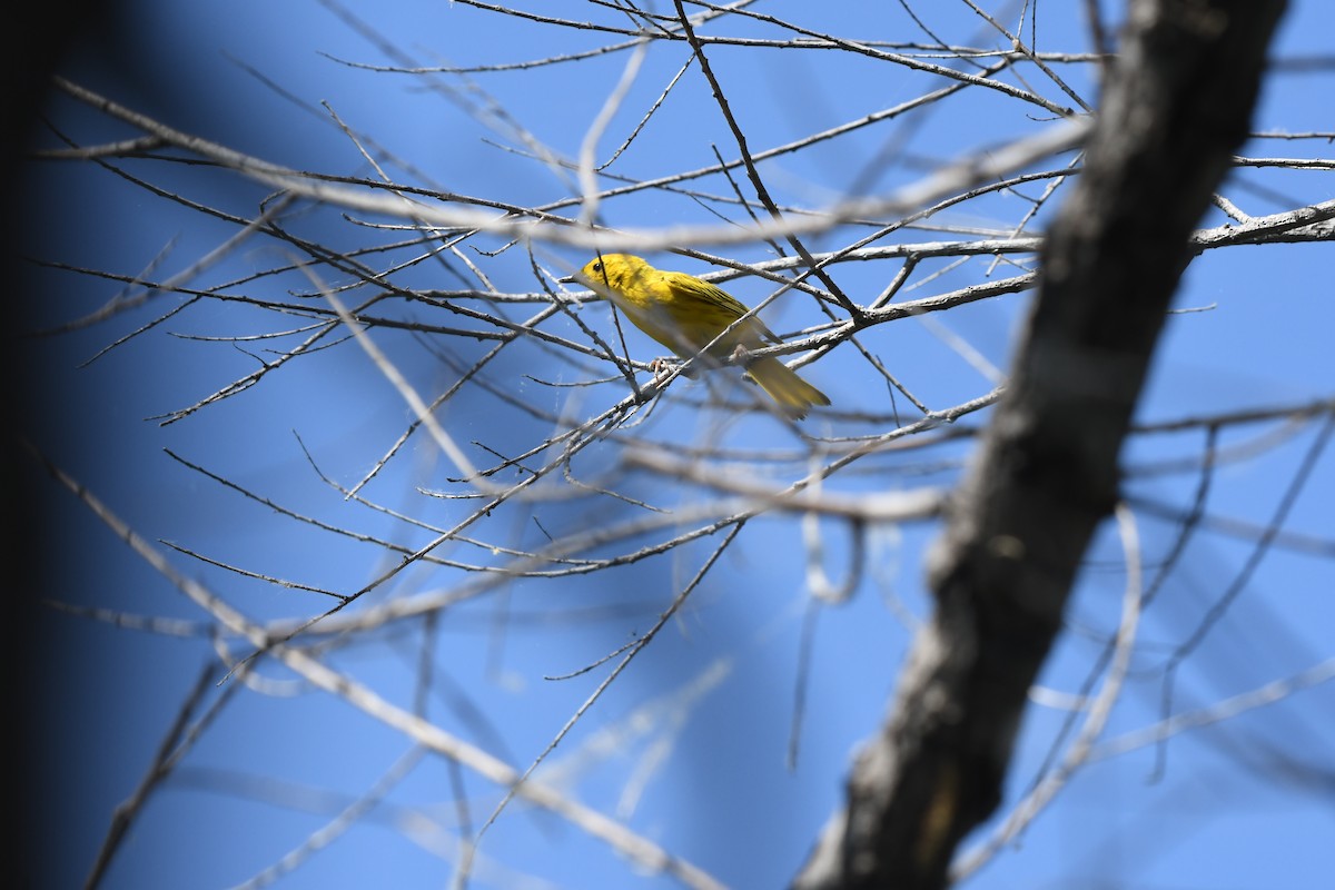 Yellow Warbler - ML620348831