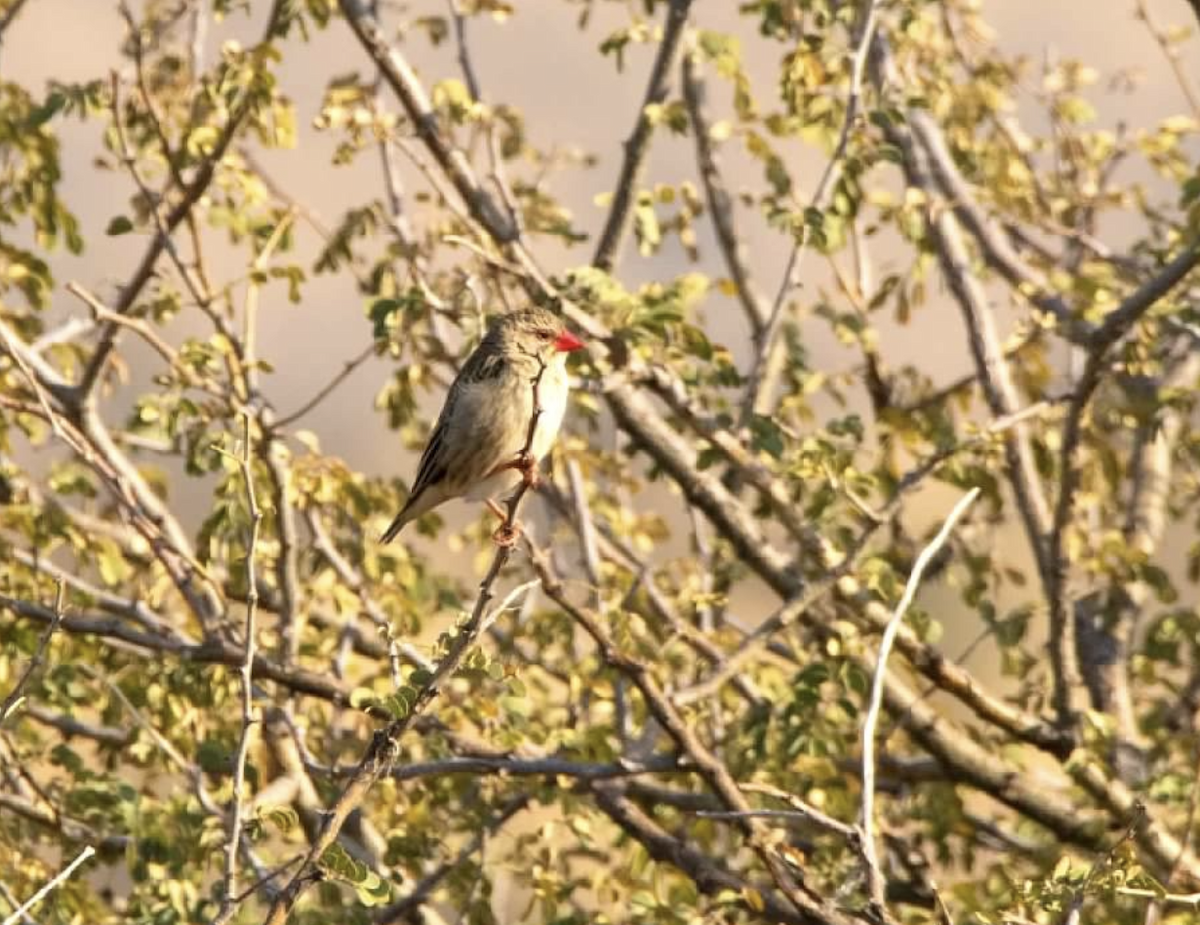 Red-billed Quelea - ML620348838