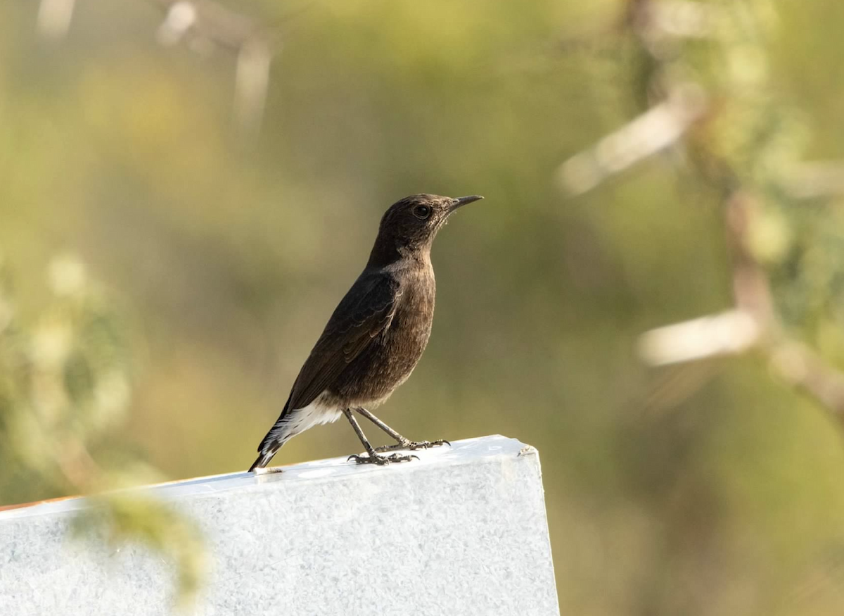 Mountain Wheatear - ML620348839