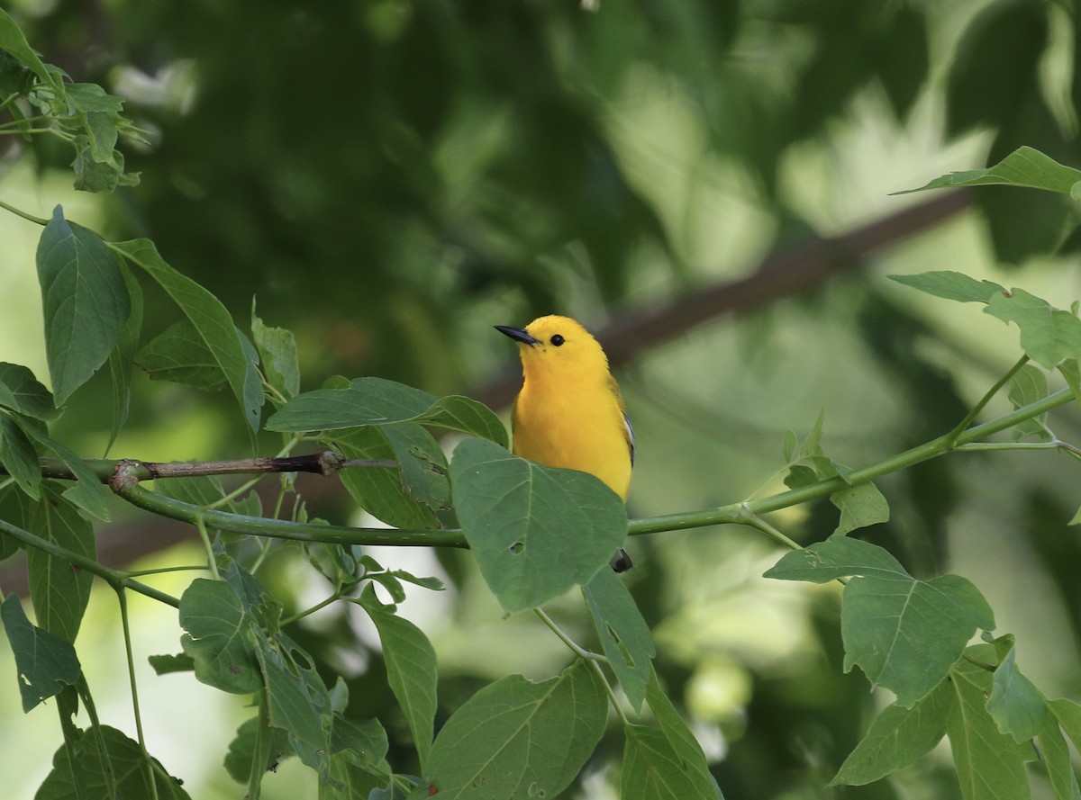 Prothonotary Warbler - ML620348847