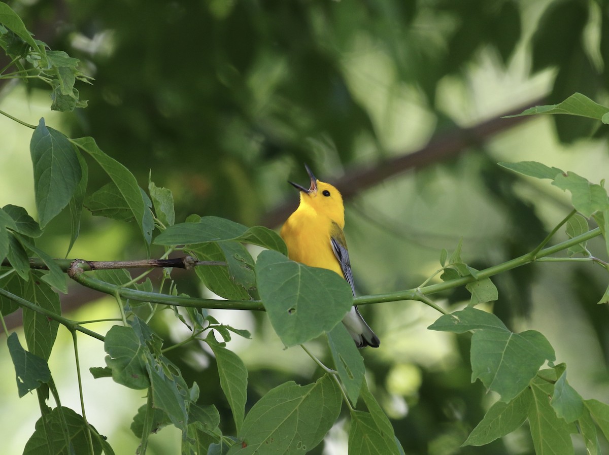 Prothonotary Warbler - ML620348851