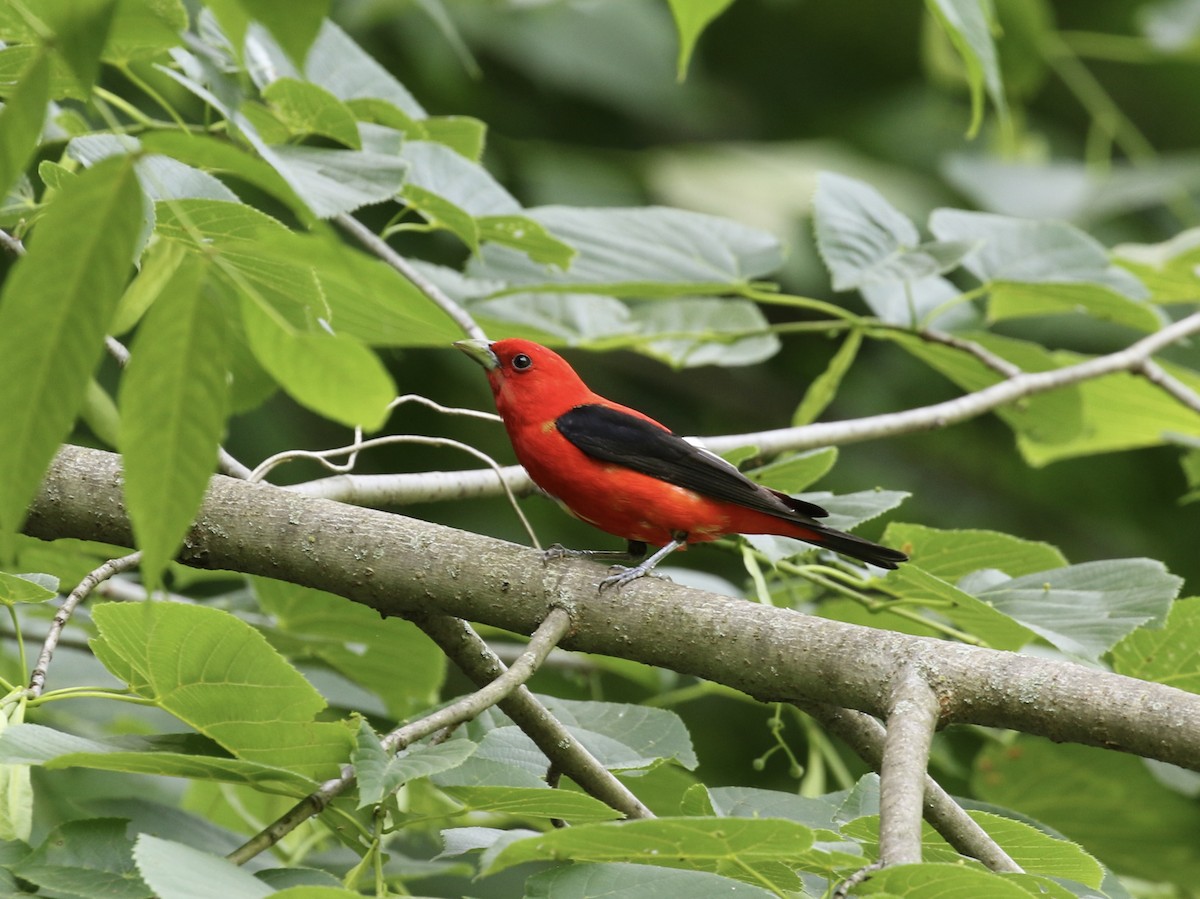 Scarlet Tanager - ML620348863