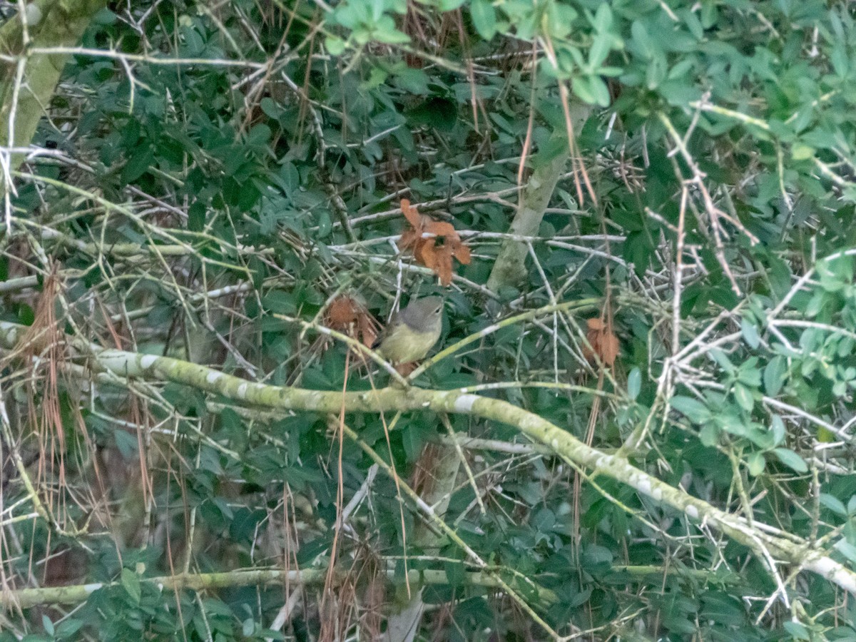 Orange-crowned Warbler - ML620348864