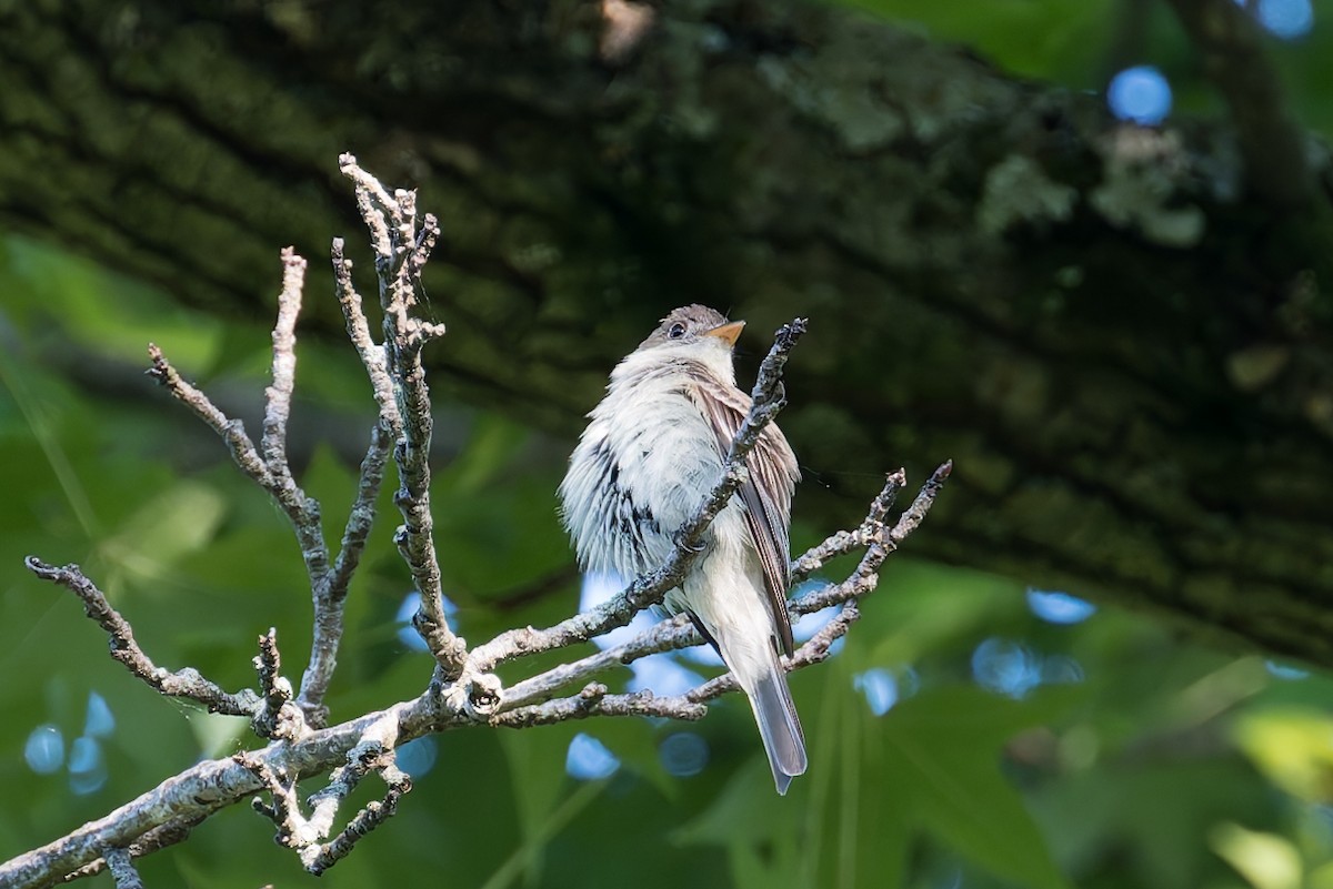 Eastern Wood-Pewee - ML620348909