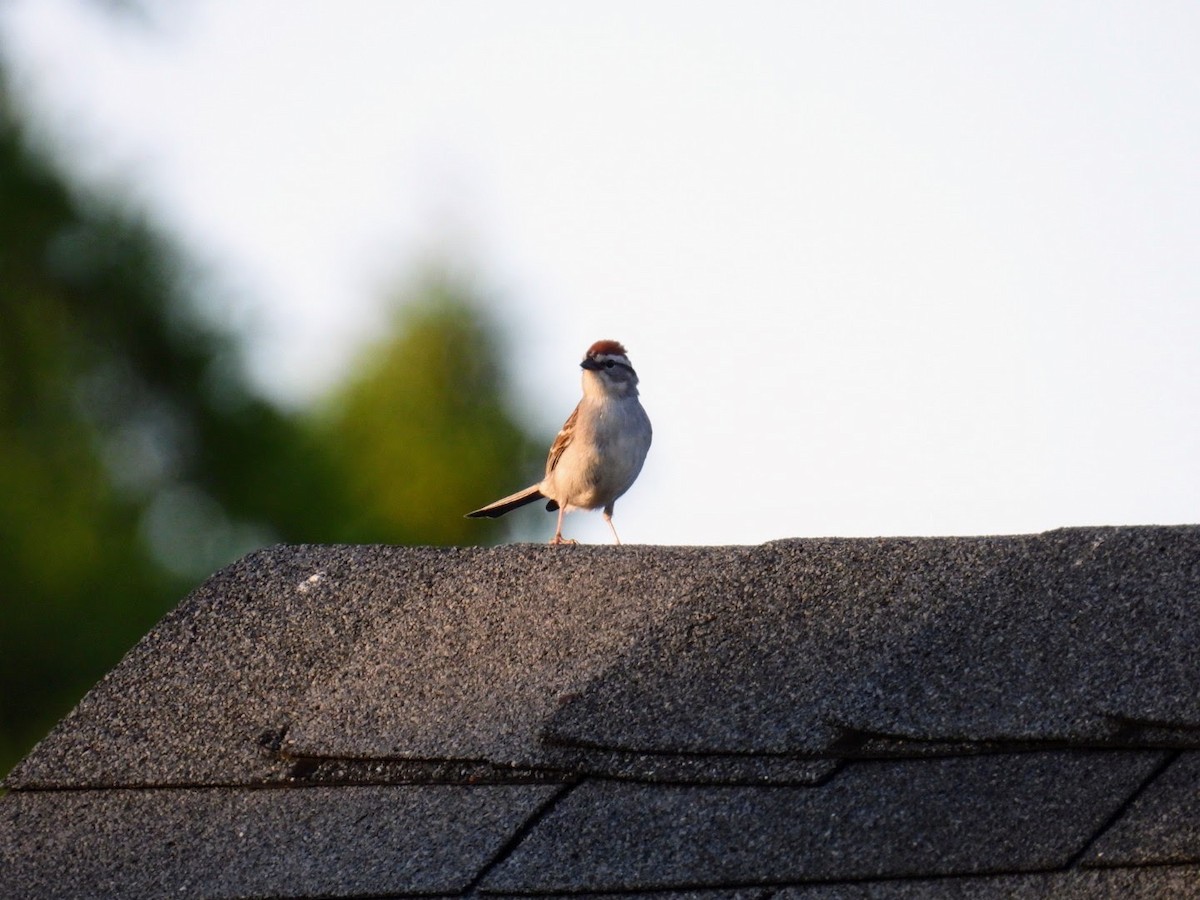 Chipping Sparrow - ML620348912