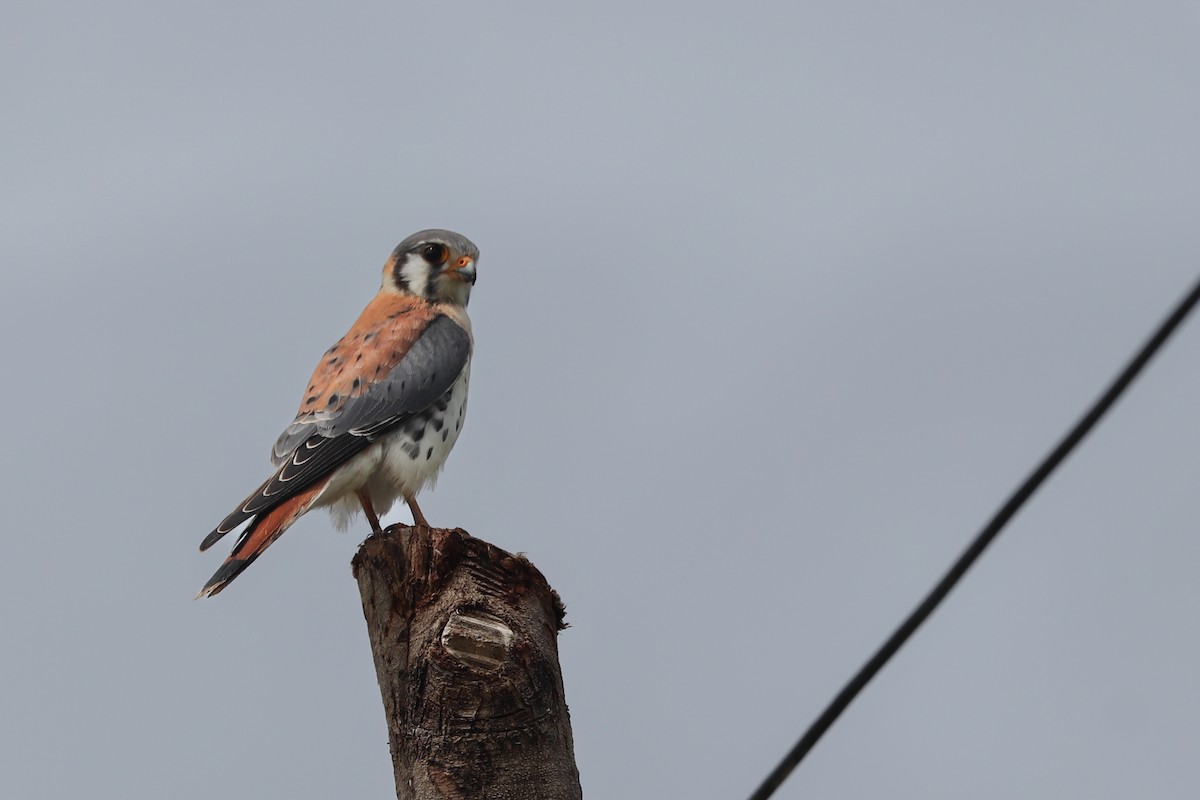 American Kestrel - ML620348930