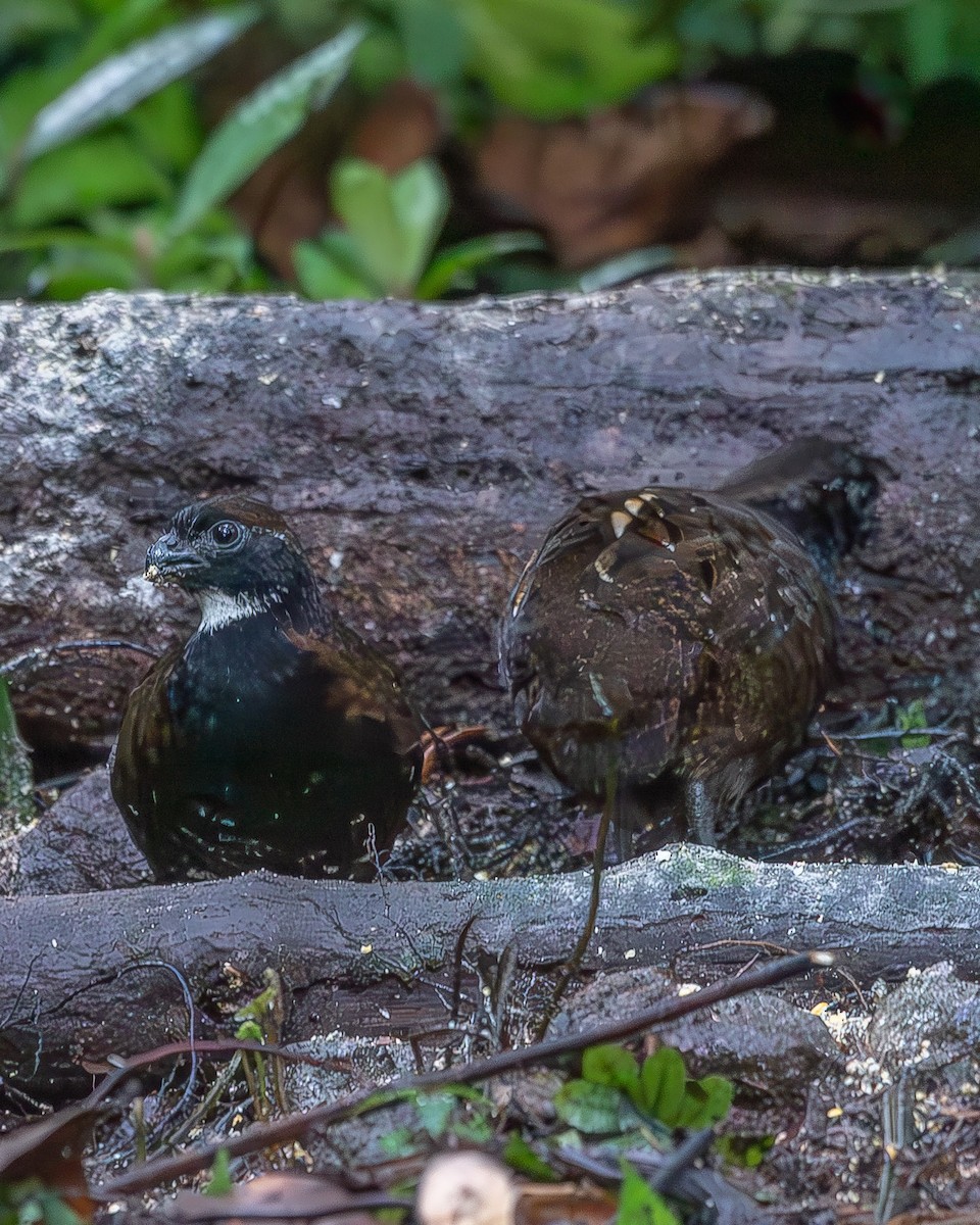 Black-breasted Wood-Quail - ML620348934